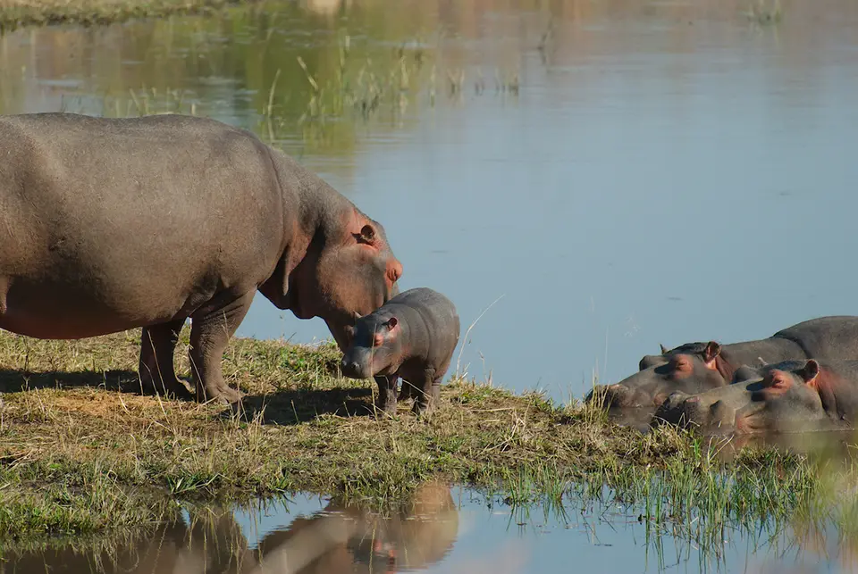 HipposSekala.jpg