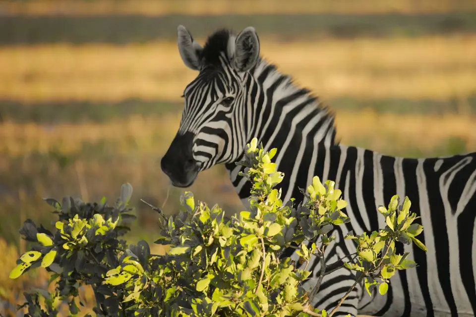 HwangeNPZebra.jpg