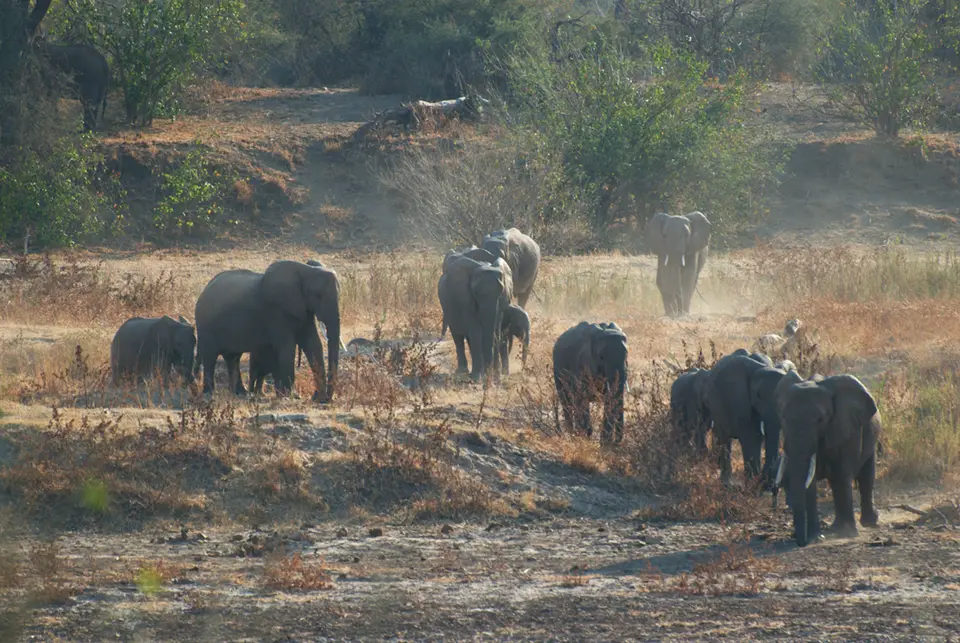 MapungubweNP-KalahariCalling.jpg