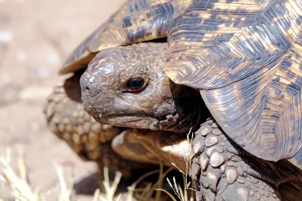 Schildkröte.JPG