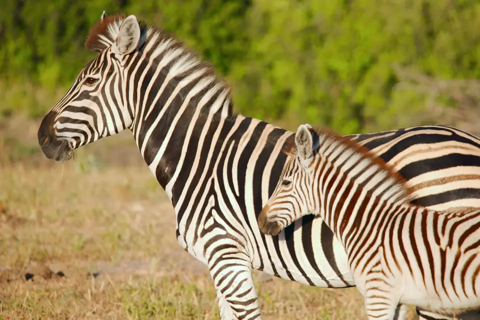 Simbabwe2024ZebrasHwangeNP.jpg