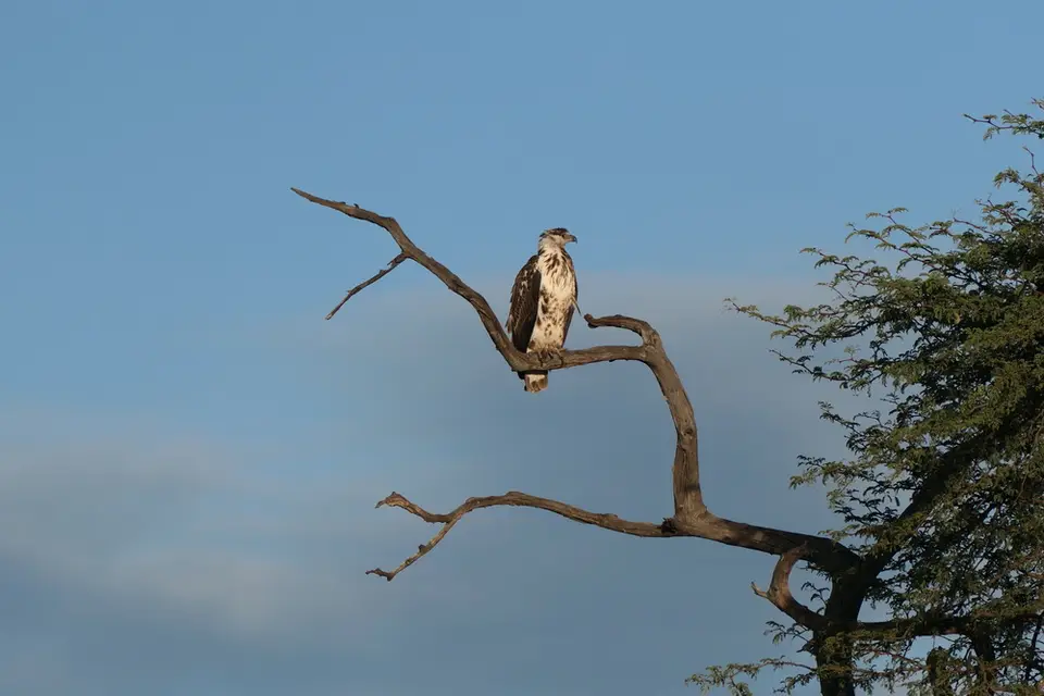 YoungMartialEagle.JPG
