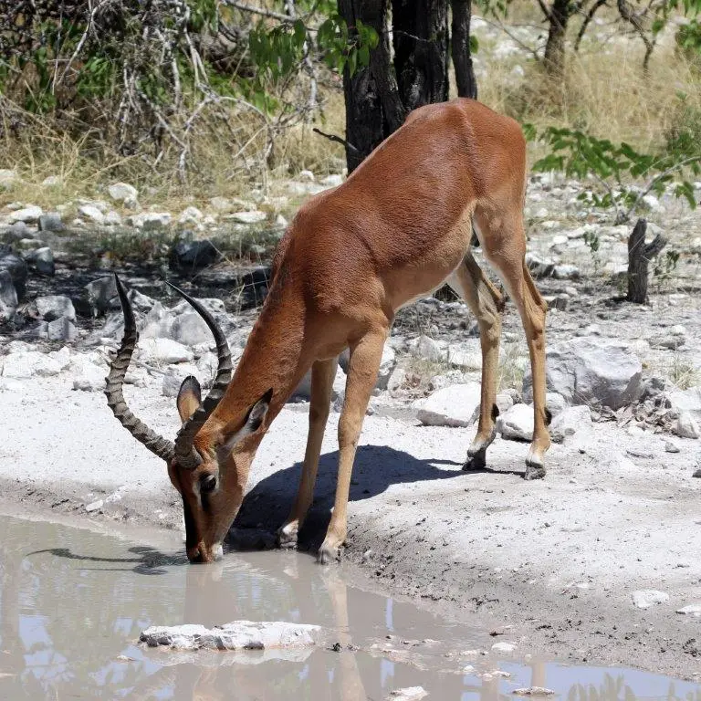 Antilope.jpg