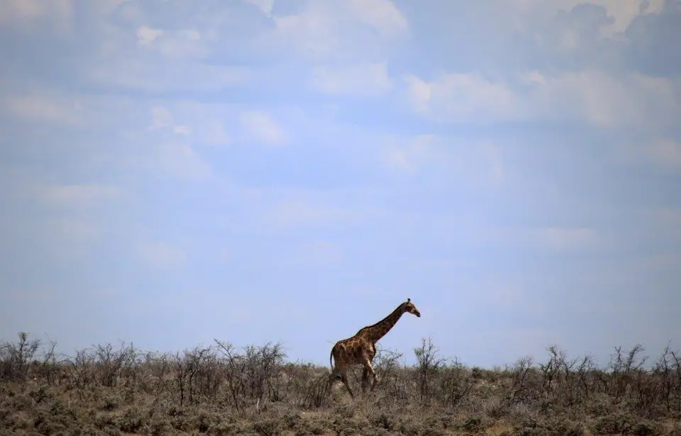Giraffe.jpg