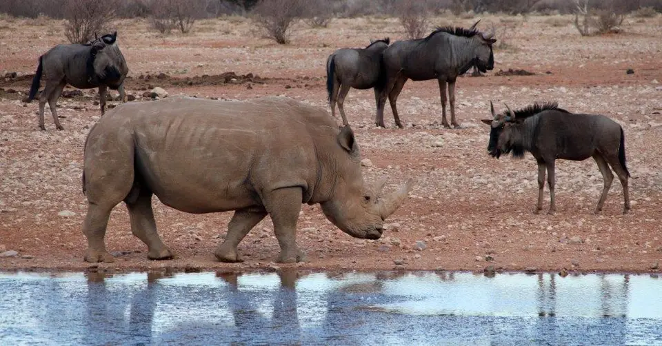 Rhino-2.jpg