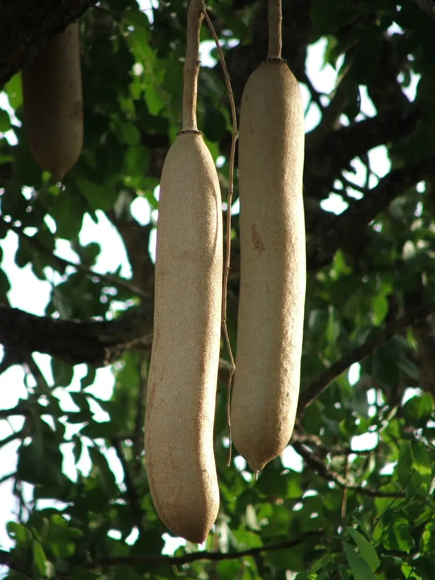DSCF0572.JPG