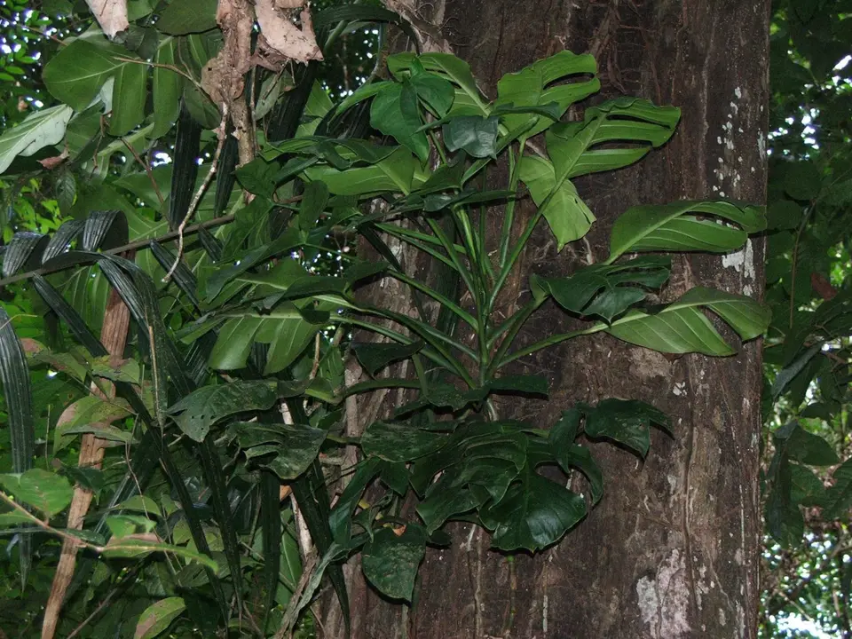 DSCF1271.JPG