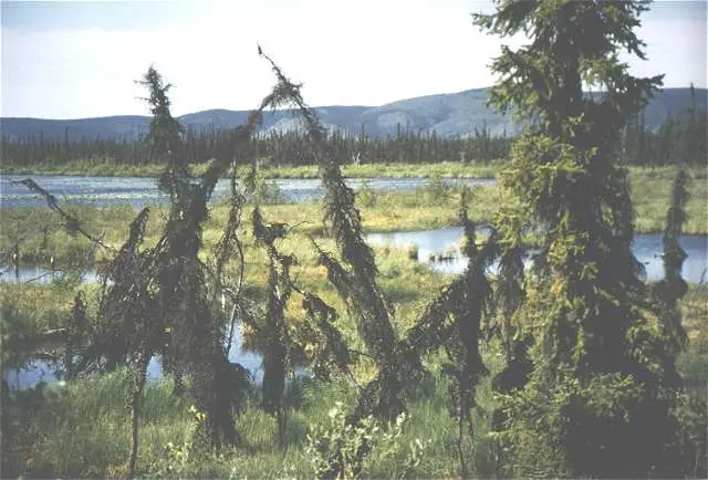 wald03.jpg