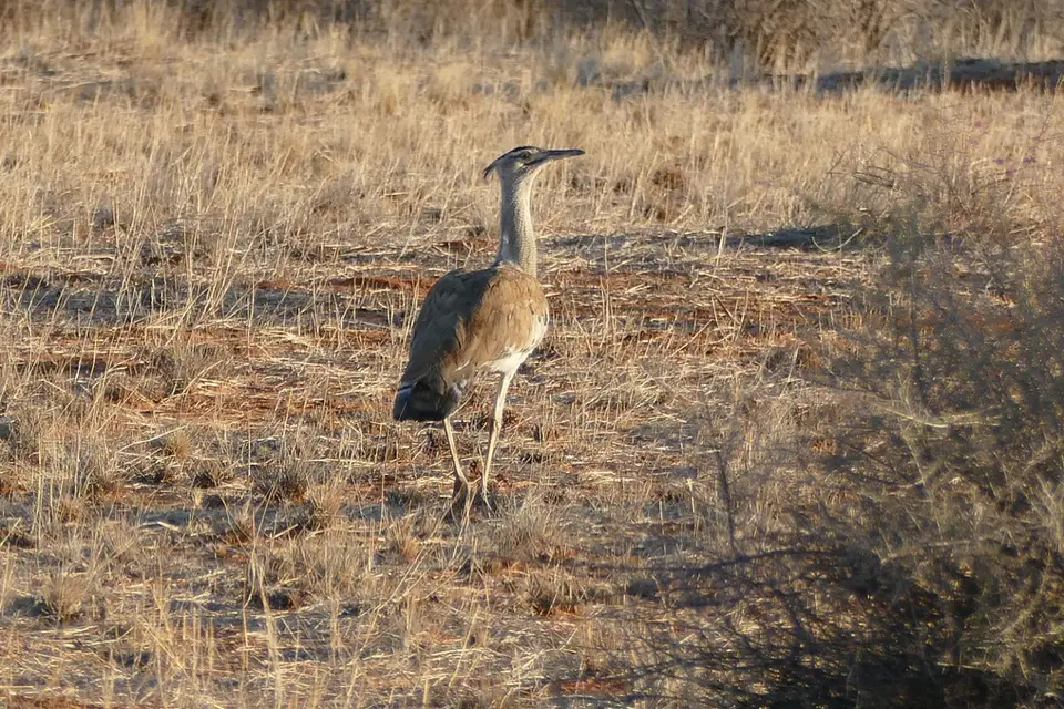Namibia2018_1064.JPG