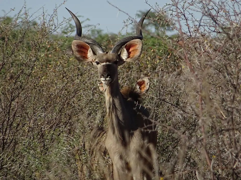 Namibia2018_1076.JPG