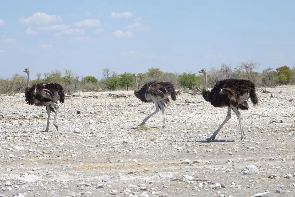 Namibia2018_1729.JPG