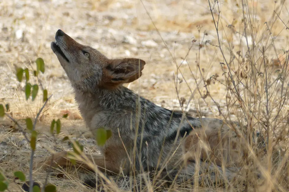 Namibia2018_1746.JPG
