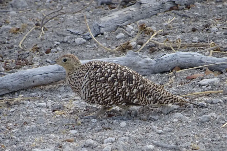 Namibia2018_1748.JPG