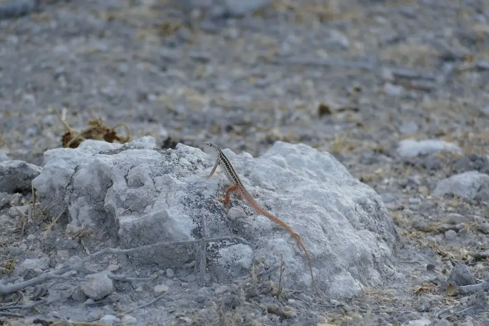 Namibia2018_1749.JPG