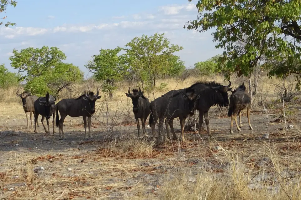 Namibia2018_1752.JPG