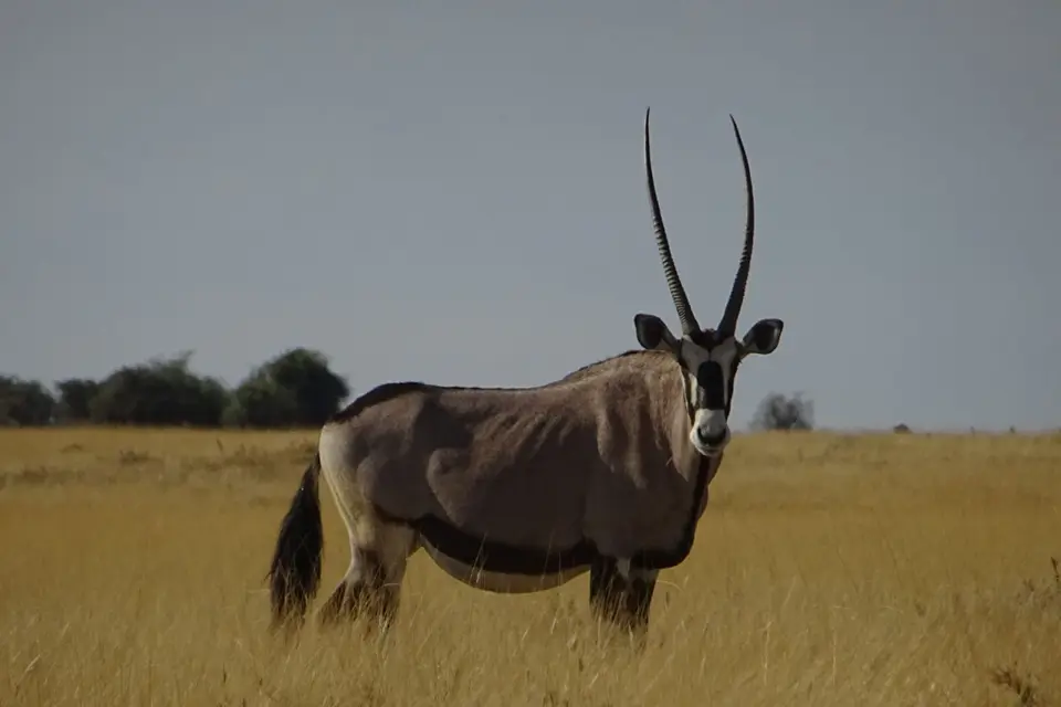 Namibia2018_1787.JPG