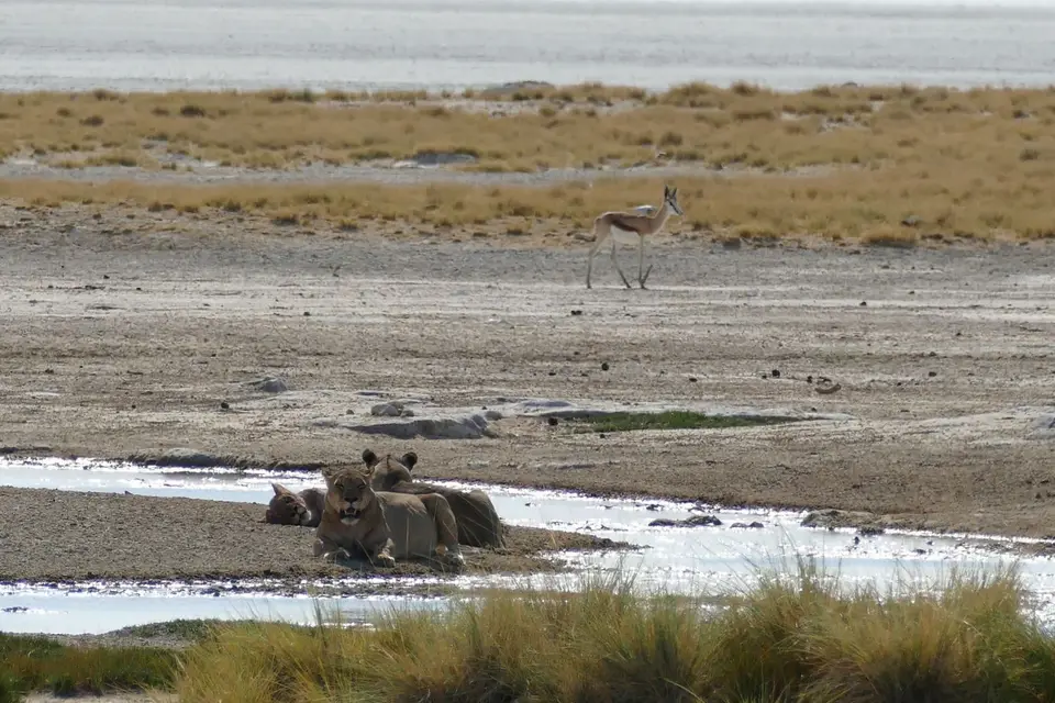 Namibia2018_1790.JPG