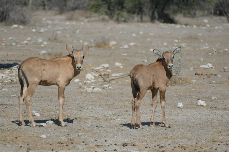 Namibia2018_1795.JPG