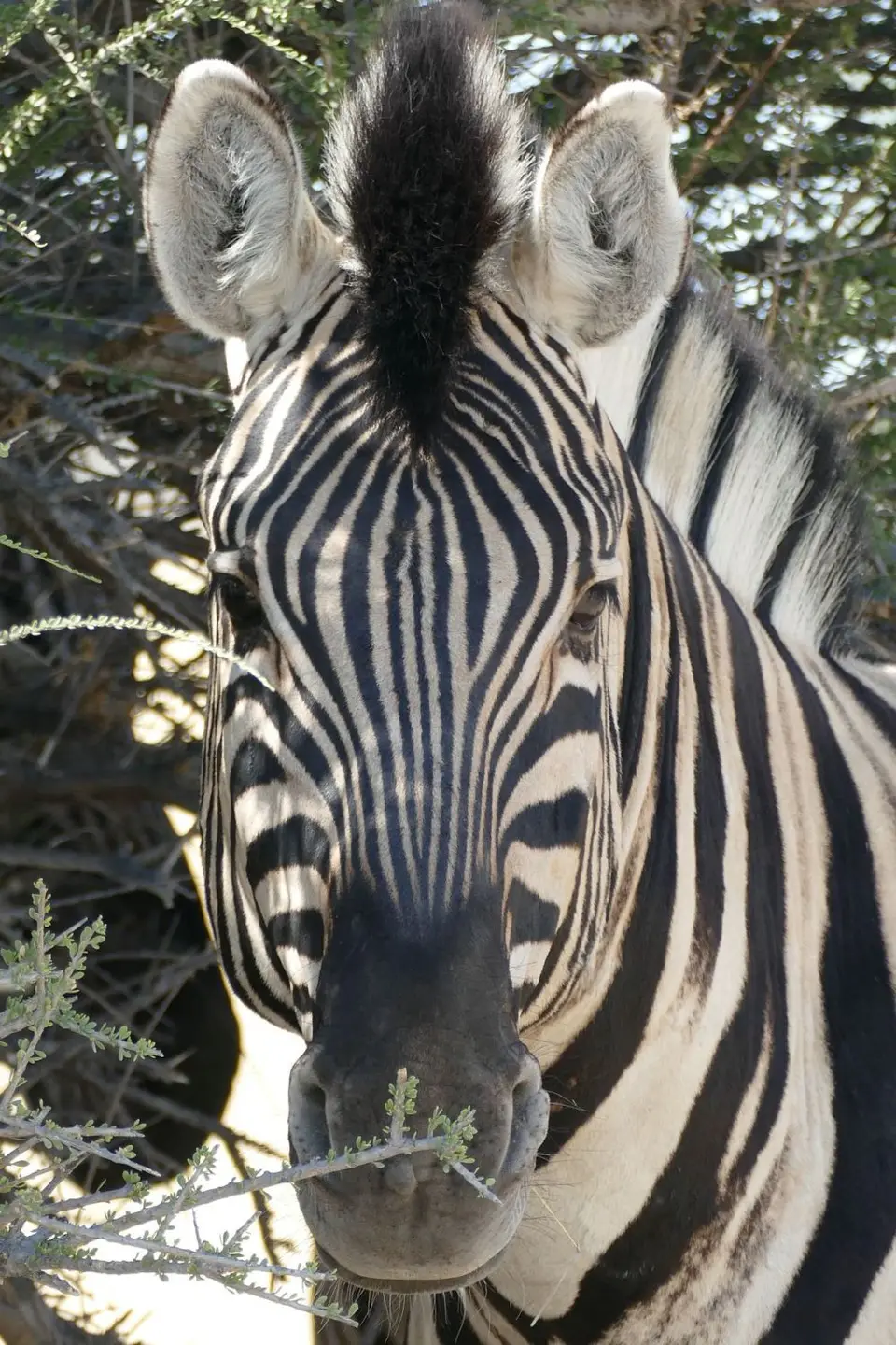 Namibia2018_1799.JPG