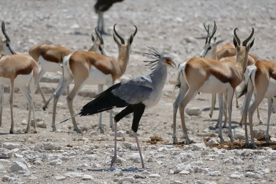 Namibia2018_1806.JPG