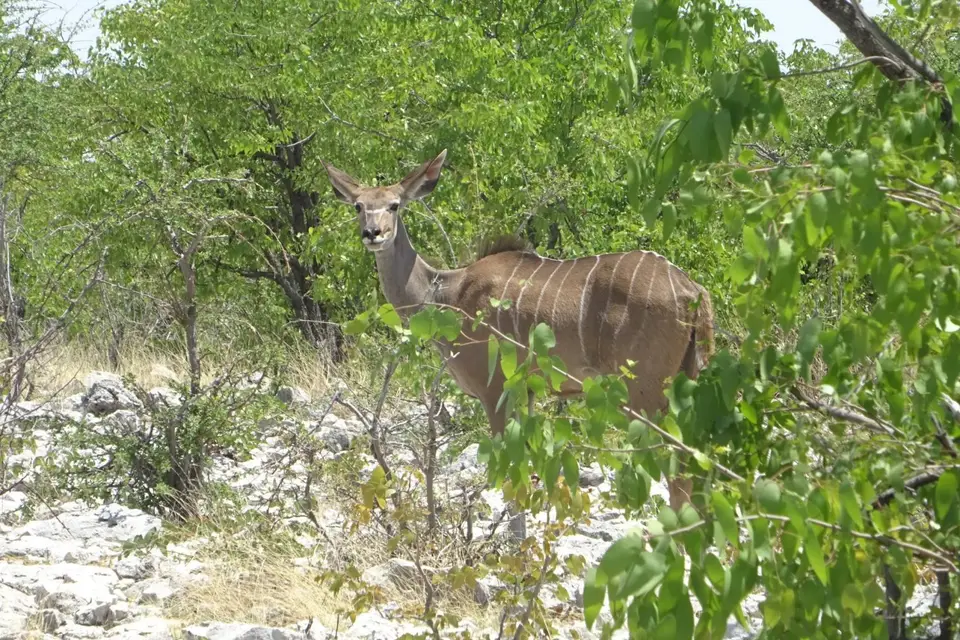 Namibia2018_1807.JPG