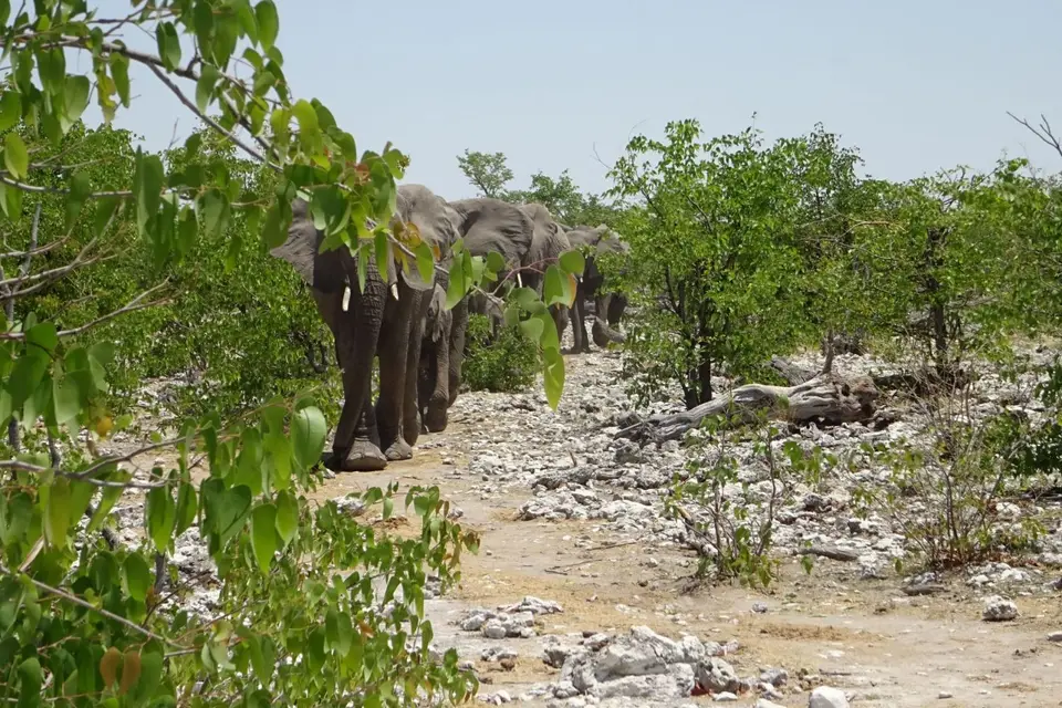 Namibia2018_1809.JPG