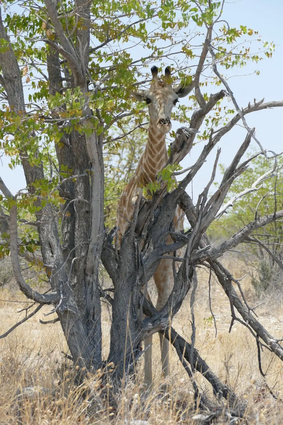 Namibia2018_1828.JPG