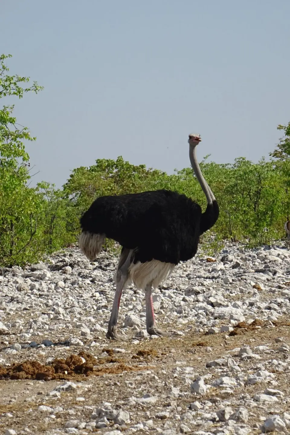 Namibia2018_1864.JPG