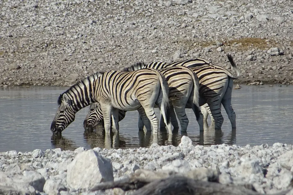 Namibia2018_1865.JPG