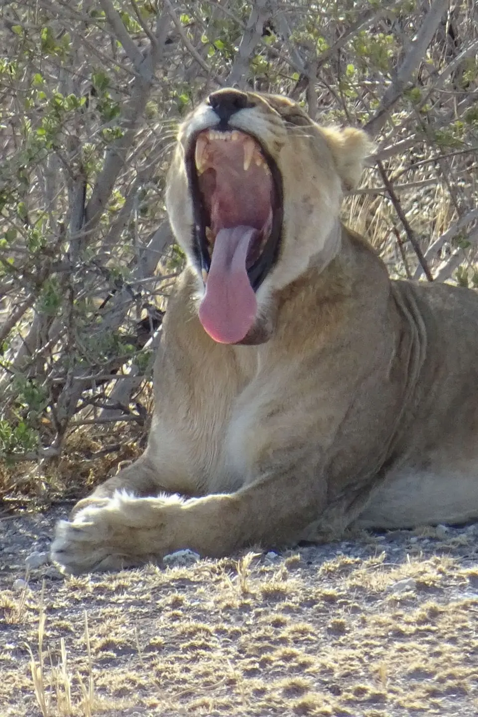 Namibia2018_1869.JPG