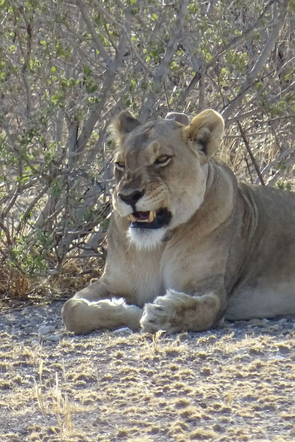 Namibia2018_1878.JPG