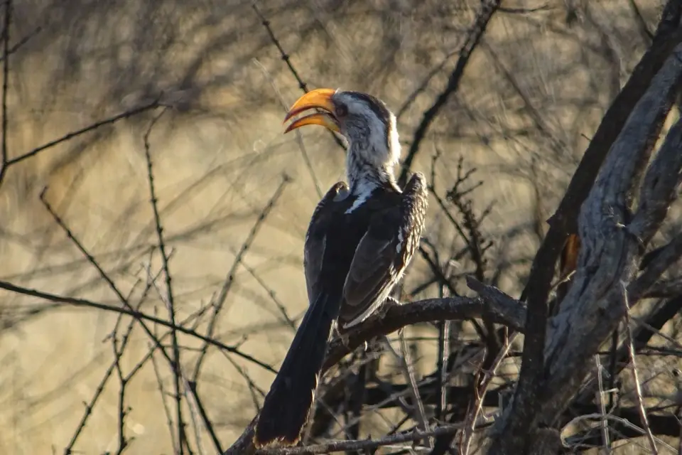 Namibia2018_1885.JPG