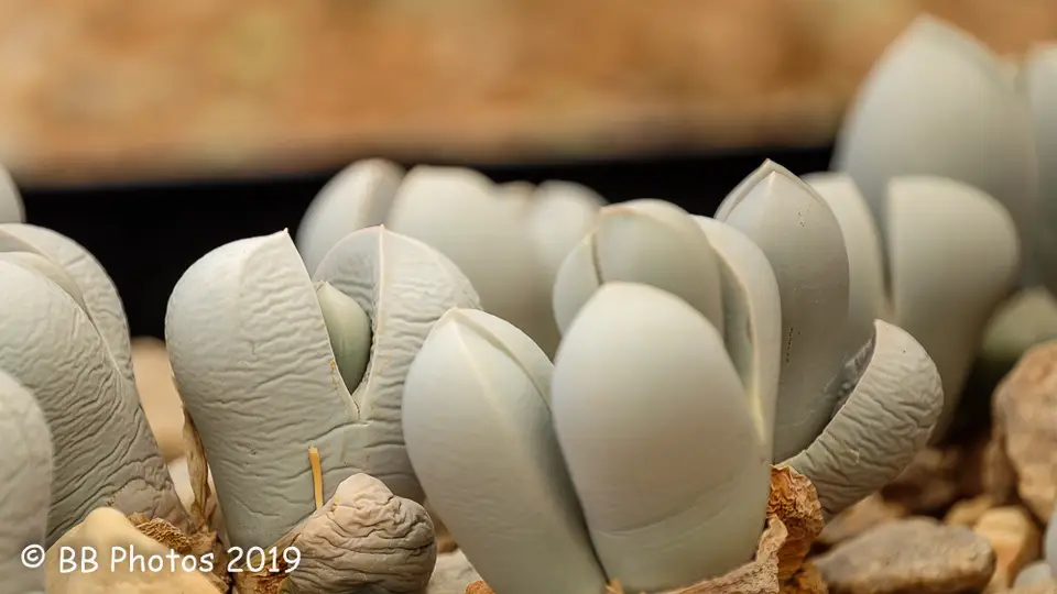 20190416-DSCF4612.jpg