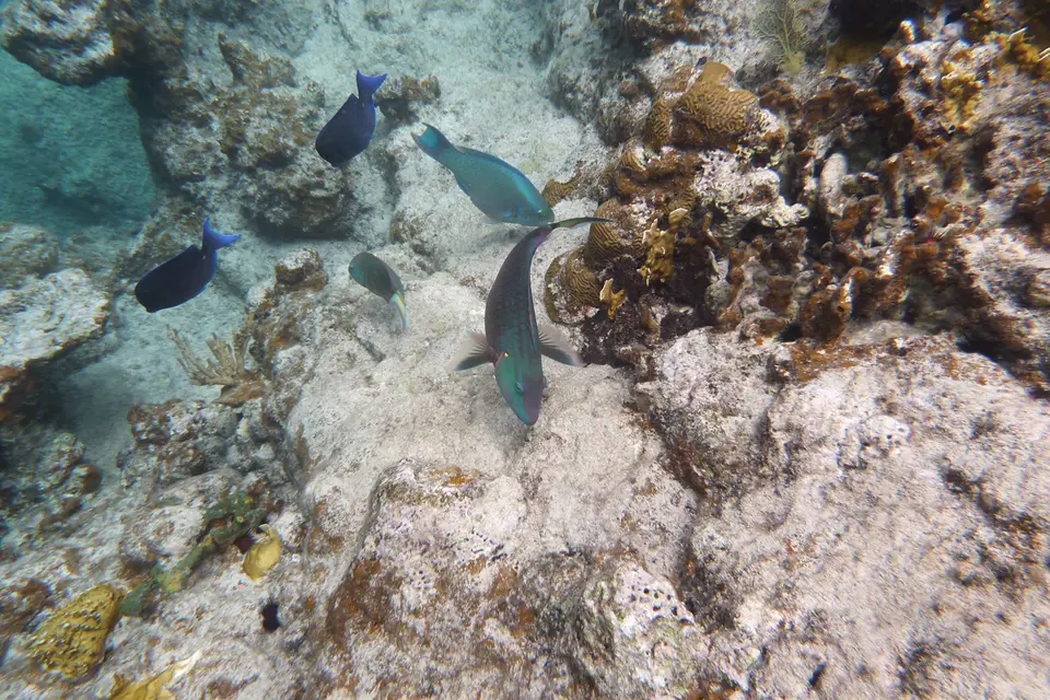 BVI140c.jpg