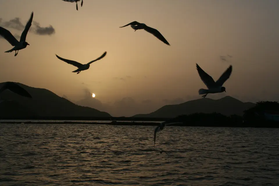 BVI23.jpg