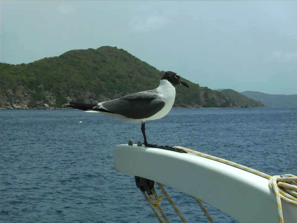 BVI310.jpg