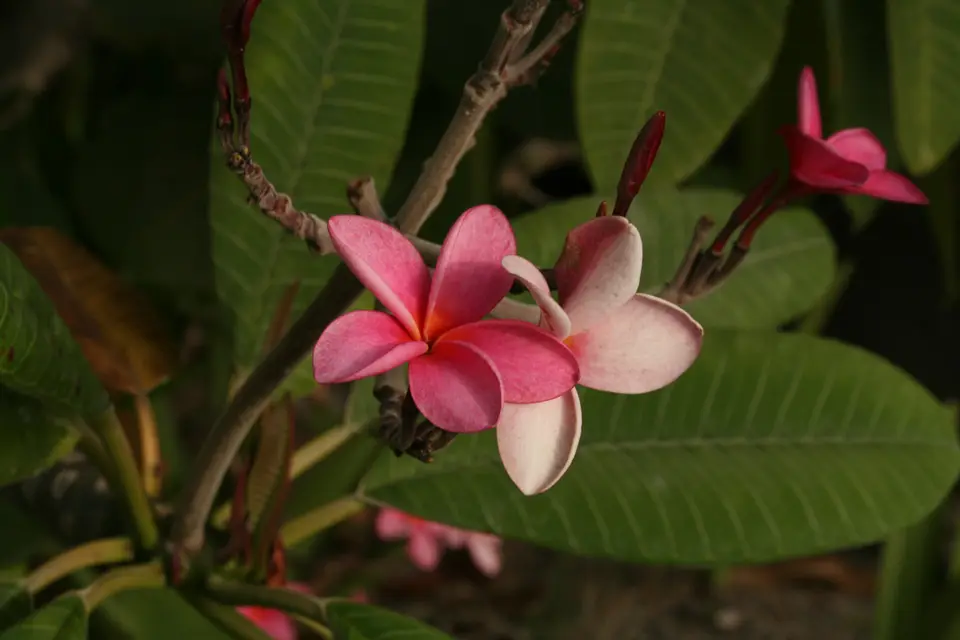 BVI37-2.jpg