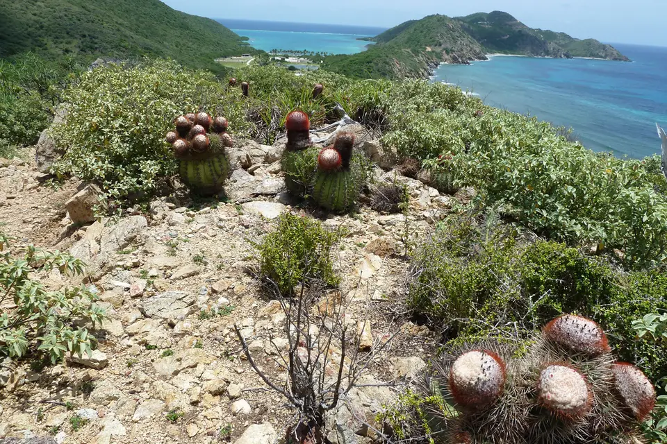 BVI72.jpg