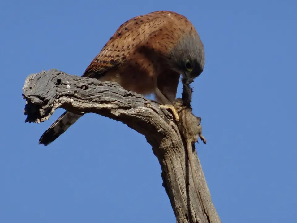 DSC01413.JPG