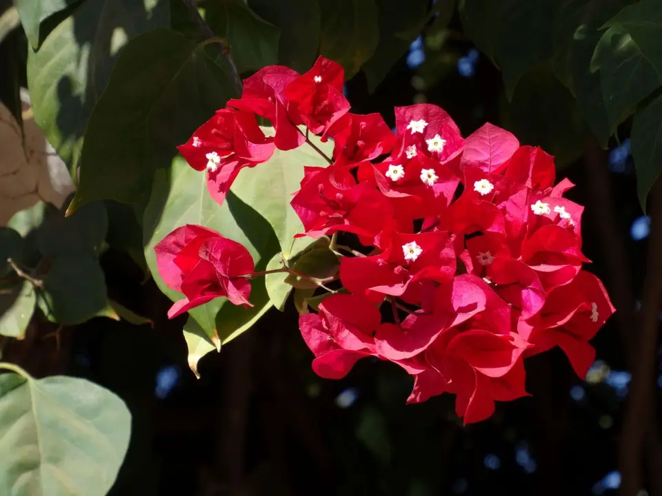 DSC07122.JPG