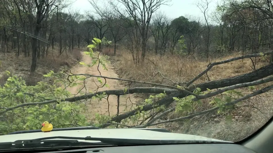 Baum.jpg