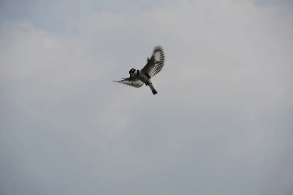 DSC01008.JPG