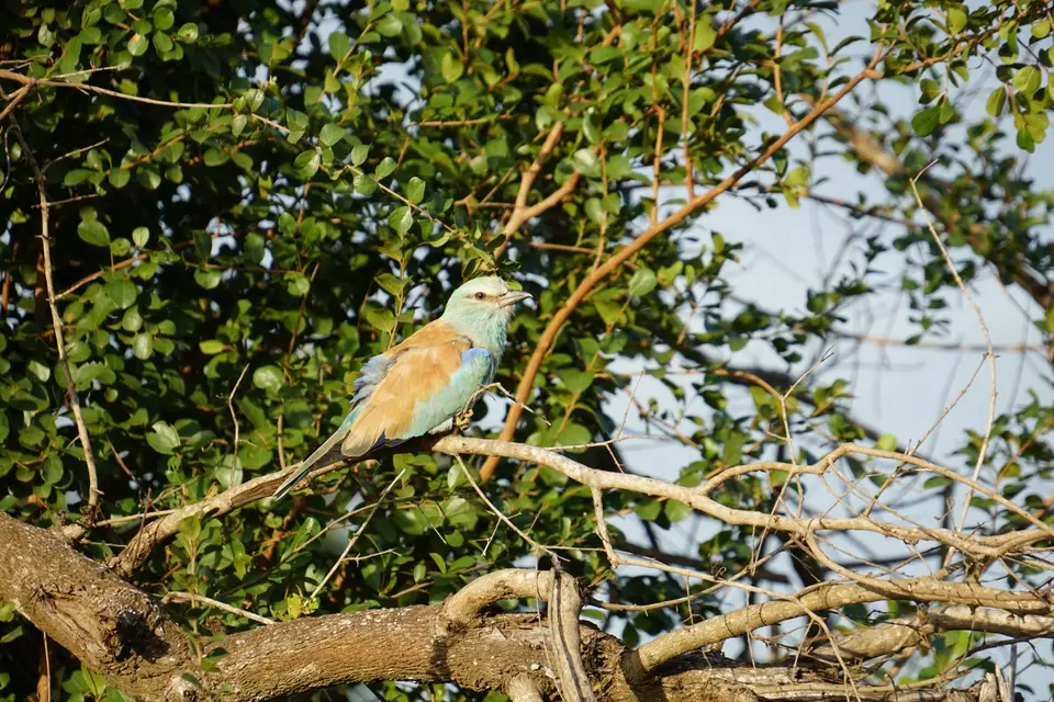 DSC08810.JPG