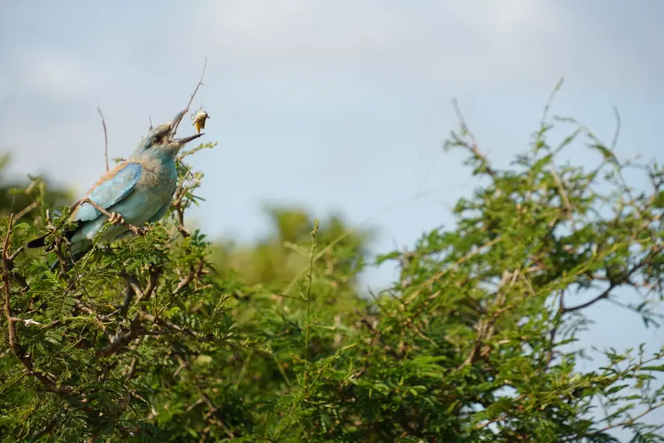 DSC08926.JPG