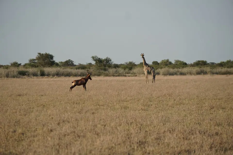 DSC09752.JPG