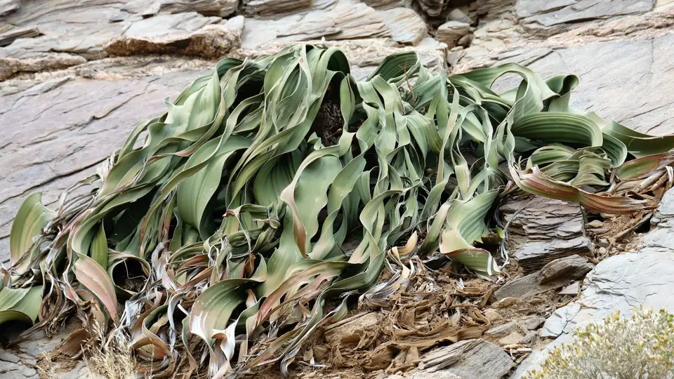 DSCF3260v.jpg