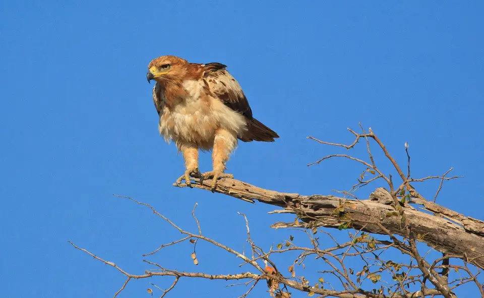 Botswana_ChobeNP_Savuti_004.jpg