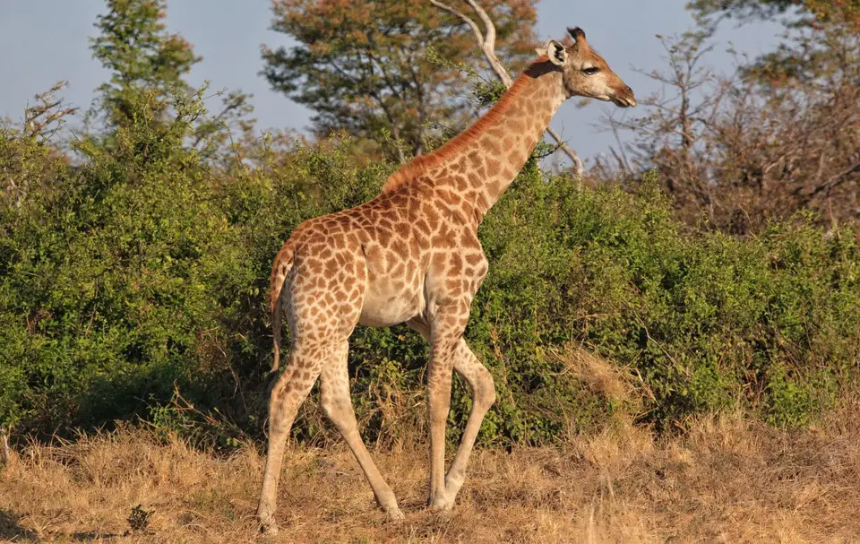 Botswana_ChobeNP_Savuti_006.jpg