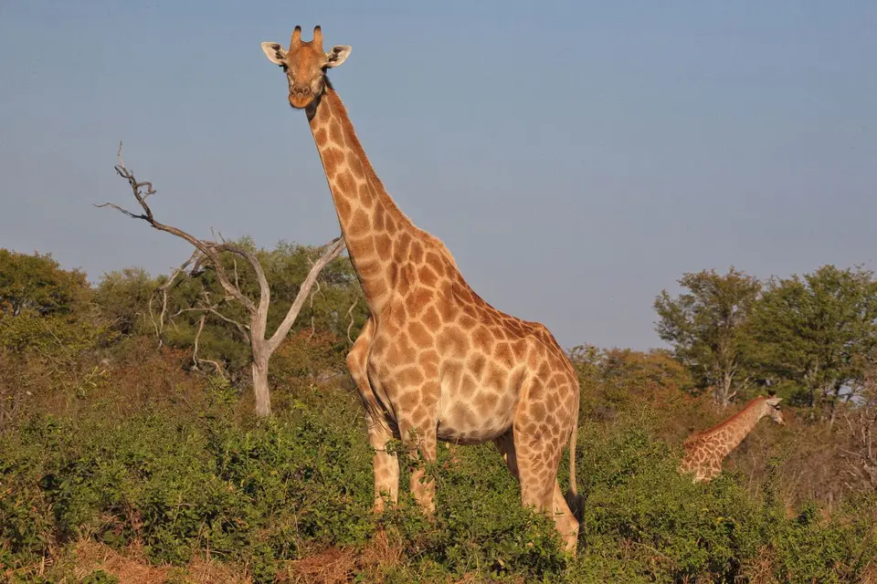 Botswana_ChobeNP_Savuti_010.jpg