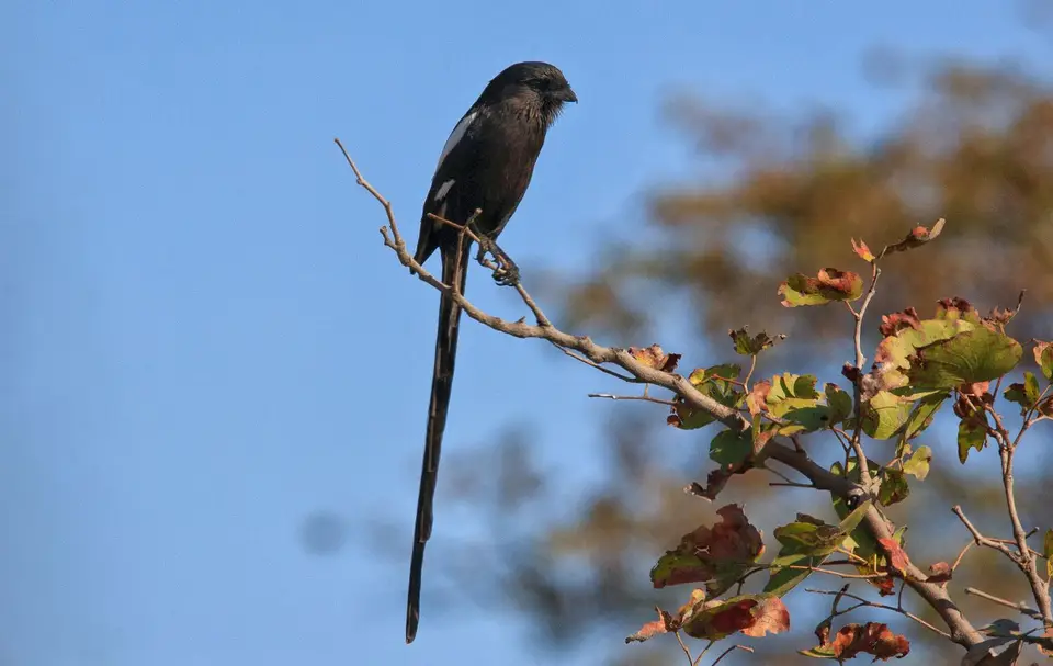 Botswana_ChobeNP_Savuti_013.jpg